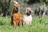 SHAR-PEI 391